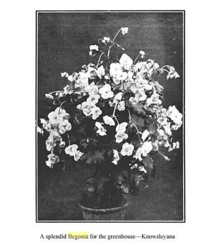 B. ‘Knowsleyana’